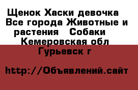 Щенок Хаски девочка - Все города Животные и растения » Собаки   . Кемеровская обл.,Гурьевск г.